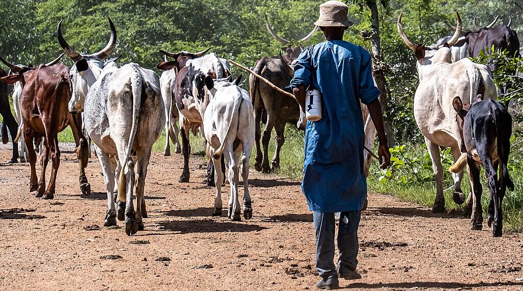 Nomadic herdsman with cattle, Togo. Brendertogo, CC BY-SA 4.0 , via Wikimedia Commons
