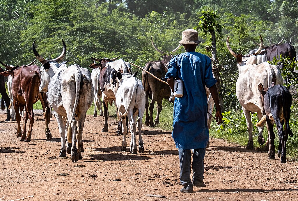 Nomadic herdsman with cattle, Togo. Brendertogo, CC BY-SA 4.0 , via Wikimedia Commons
